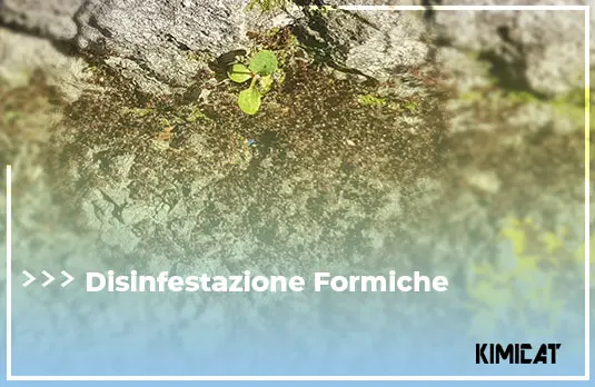 Disinfestazione Formiche kimicat