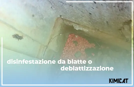 disinfestazione da blatte o Deblatizzazione