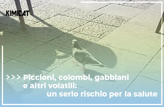 piccioni-colombi-gabbiani